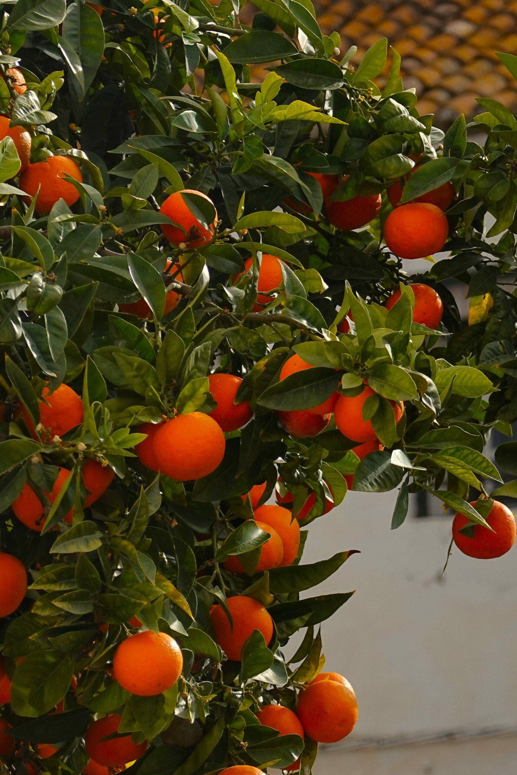 Orange trees in Old Town of Marbella, Spain