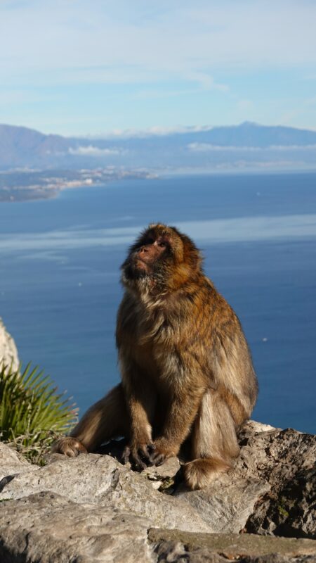 Monkey on top of the Rock, Nature Reserve in Gibraltar.