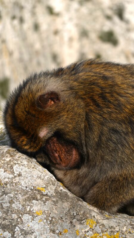 Monkey sleeping on top of the Rock, Nature Reserve in Gibraltar.