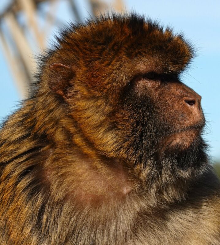 Monkey at Apes Den in Nature Reserve in Gibraltar.